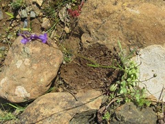Linaria dumanii