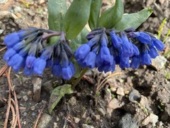 Mertensia longiflora