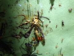 Synanthedon acerrubri