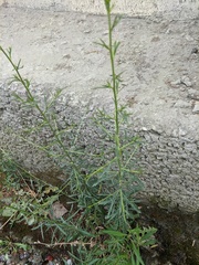 Lepidium graminifolium