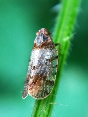 Tachycixius pilosus