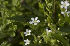 Moehringia