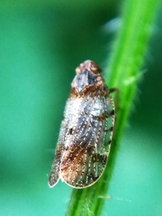 Tachycixius pilosus