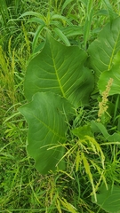 Silphium terebinthinaceum