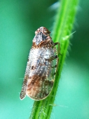 Tachycixius pilosus