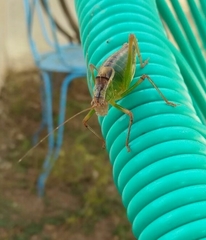 Metaplastes pulchripennis