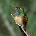 Buff-bellied Hummingbird - Photo (c) greglasley, some rights reserved (CC BY-NC), uploaded by Greg Lasley