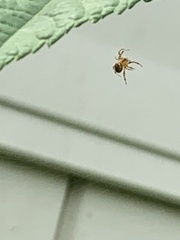 Araneinae