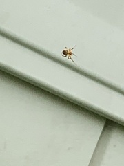 Araneinae