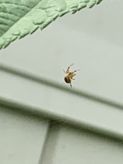 Araneinae