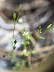 Arenaria serpyllifolia