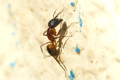 Tanaemyrmex