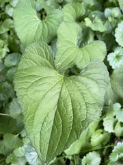 Viola sororia