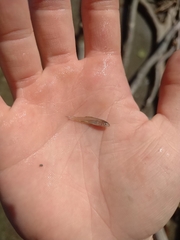 Notropis atherinoides