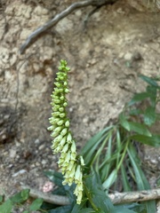 Digitalis micrantha