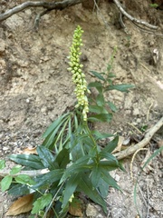 Digitalis micrantha