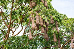 Psarocolius montezuma