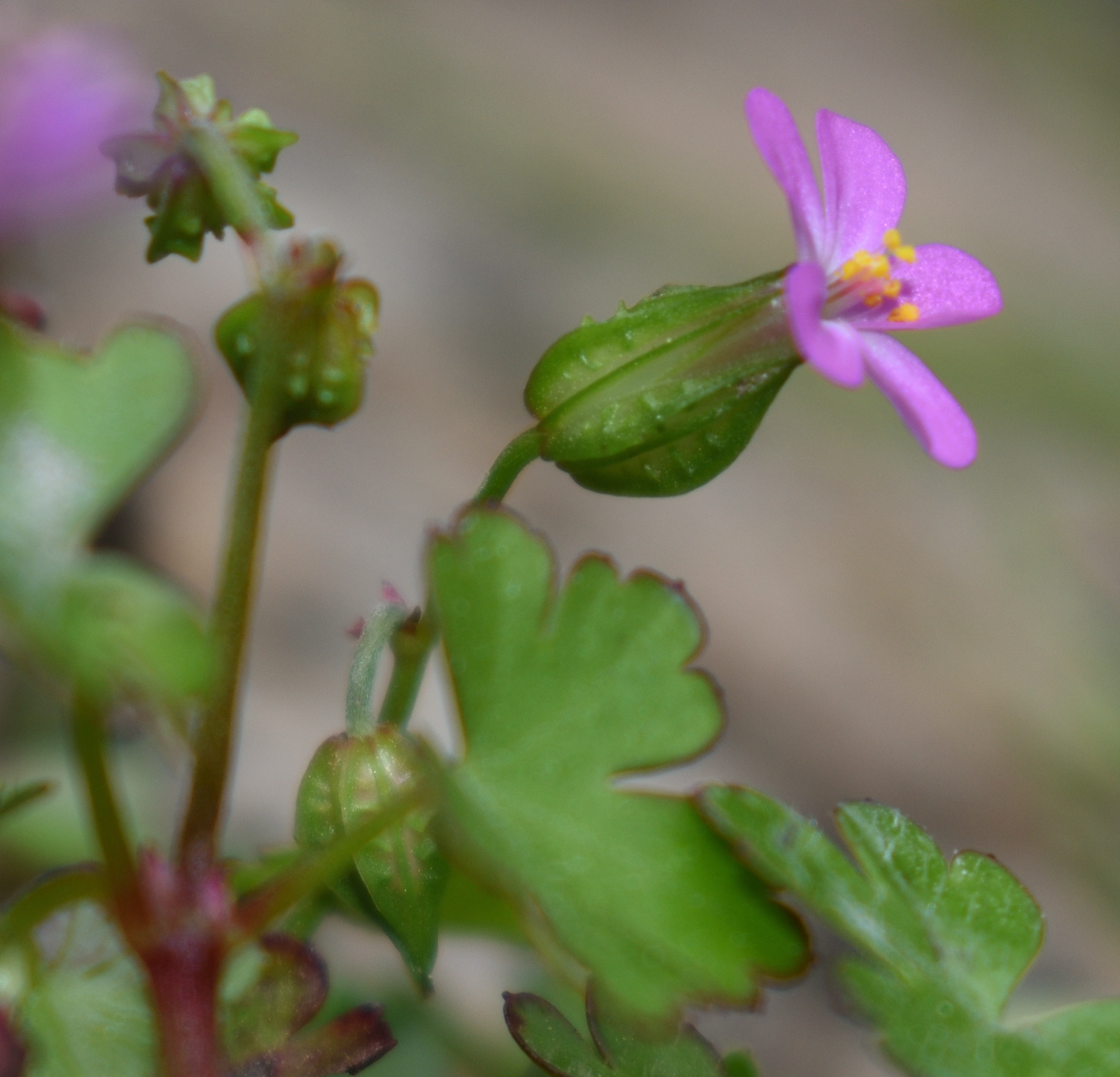 Wednesday Weed – Shining Cranesbill