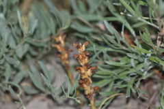 Orobanche cernua