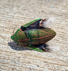 Coleotichus blackburniae