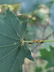 Periphyllus lyropictus