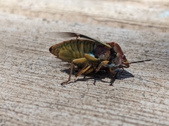 Coleotichus blackburniae