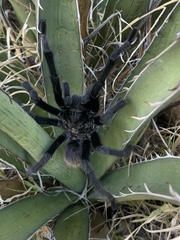 Aphonopelma gabeli