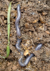 Siphonops