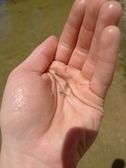 Notropis atherinoides