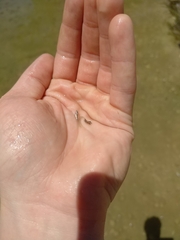 Notropis atherinoides