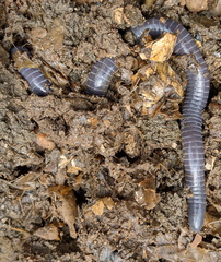 Siphonops