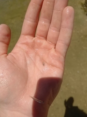 Notropis atherinoides