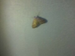 Crocidophora tuberculalis