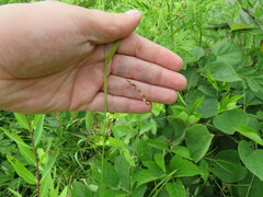 Carex davisii