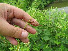 Carex davisii