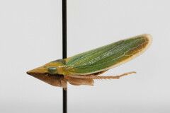 Draeculacephala mollipes