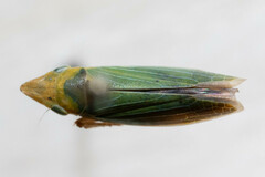 Draeculacephala mollipes