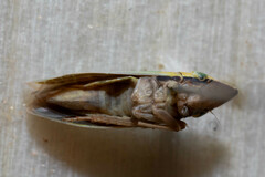 Draeculacephala mollipes