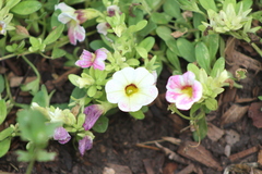 Calibrachoa