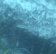 Halichoeres bivittatus