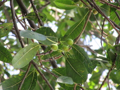 Ficus crocata