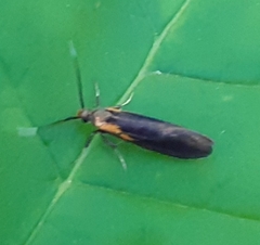 Mathildana newmanella