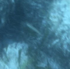 Halichoeres bivittatus