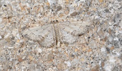 Idaea efflorata