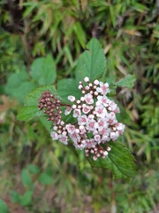 Spiraea hayatana