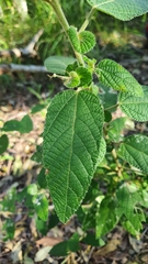 Acalypha nemorum