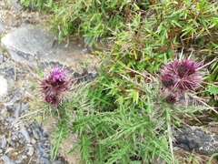 Cirsium arisanense