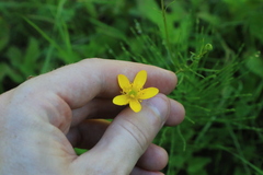 Ranunculus orthorhynchus