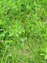 Orbexilum onobrychis