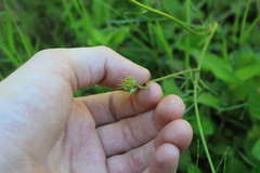 Ranunculus orthorhynchus